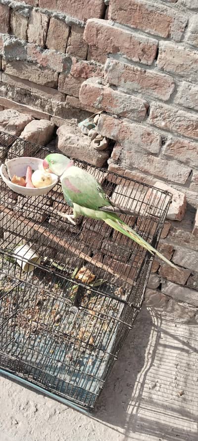 urgent sale raw parrot male with cage