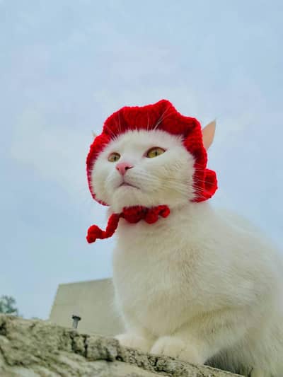 Beautiful & Healthy Pet Cat for Sale – Very Friendly