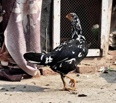 aseel murga main wali and  sindih cross