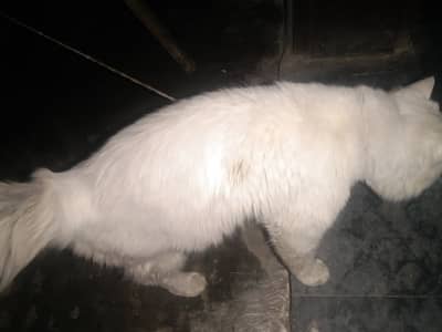 Urgent sale persian cat