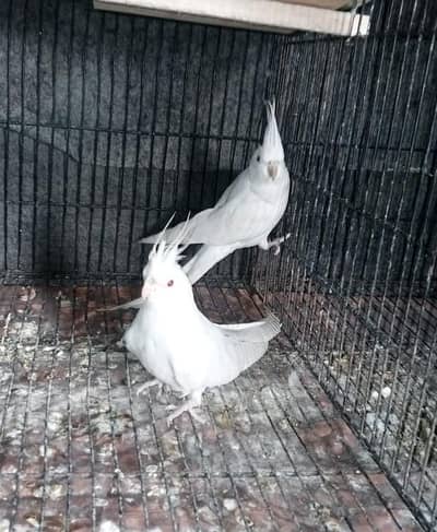 Eno Cocktail Red Eyes