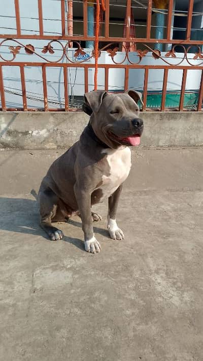 pitbull female helthy and active for sale