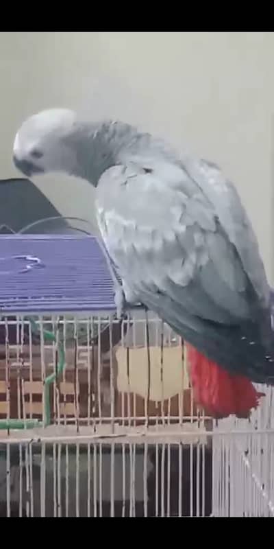 Congo African Grey Parrot