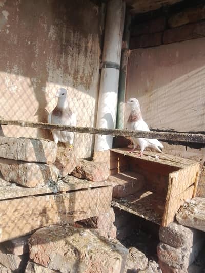 ghaghara pair and zard male for sale  sharazi pair guldar