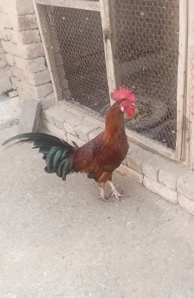 aseel pathy and Daisy pairs