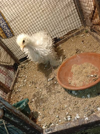 white frizel heavy buff