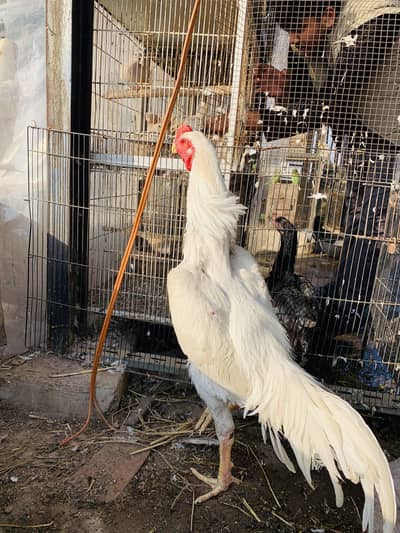 Masshallah German Shamo