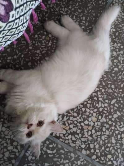 8 month kitten for sale near bani gala