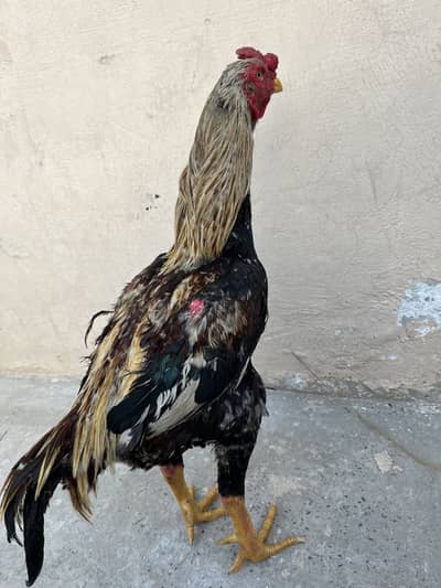 Aseel murga for sale 03009643530 whtsap contact