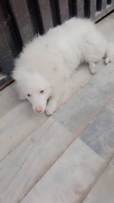 Russian puppies full active 03115624891 Whatsapp num