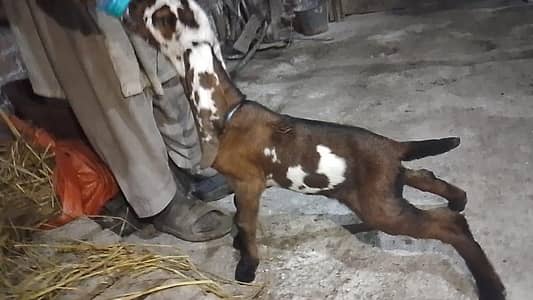 Beetal Male  Goat kid for sale