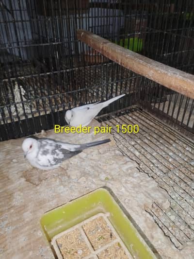 Diamond pide dove  03201045171