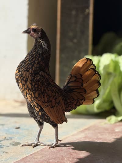 Golden sebright female