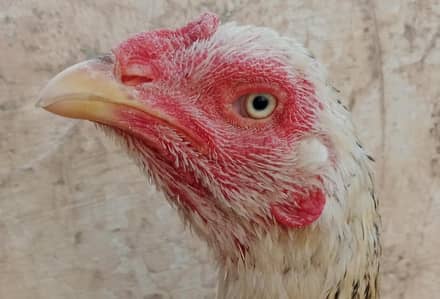 Aseel murgi WhatsApp 0320-6541495