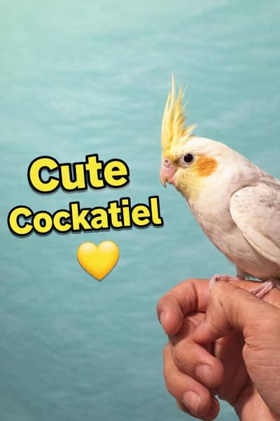 • Condition: Young baby, easily tame ho sakta hai