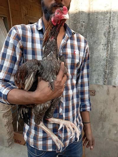 Mashallah High Quality sleta 03422719740