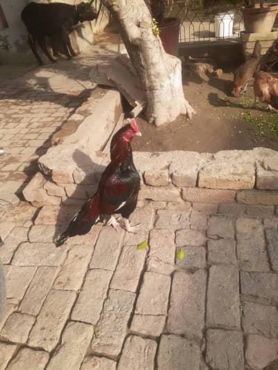 amroha old blood line