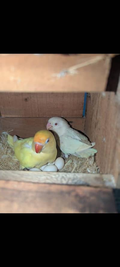 love birds breeder pairs for shoqeens