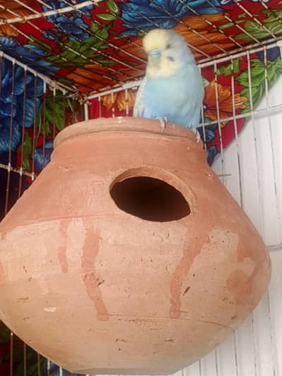 Colorful Budgie Pair Available – Home Raised