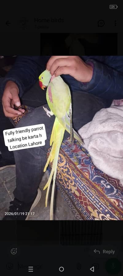 fully friendly talking parrot for sale 03054636833