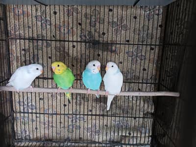 Australian Budgies & Chicks
