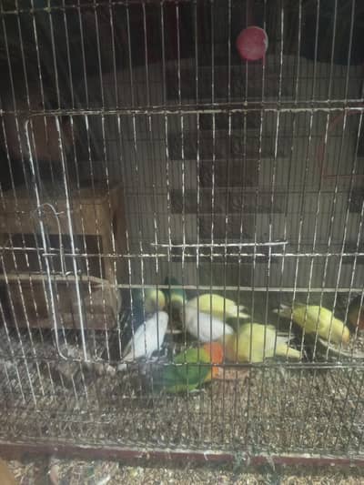 Love bird breeder pairs