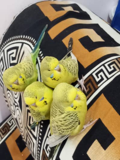 Exibution TCB chicks