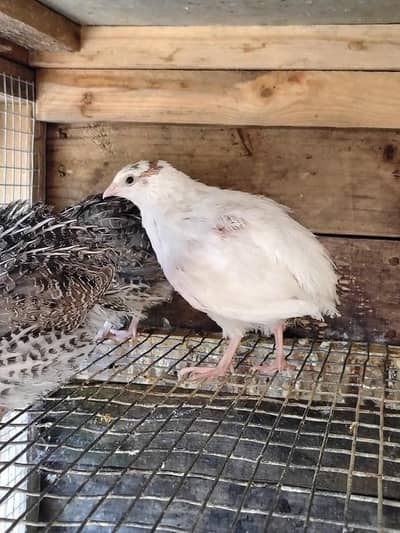 white quail hain eggs laying