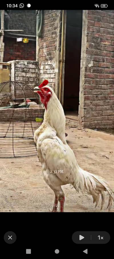 Aseel Heera 3 eggs for sale