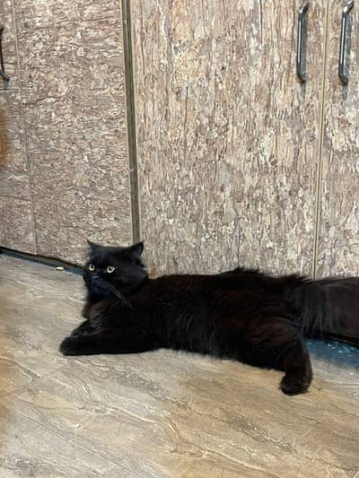 Black Persian Male Cat
