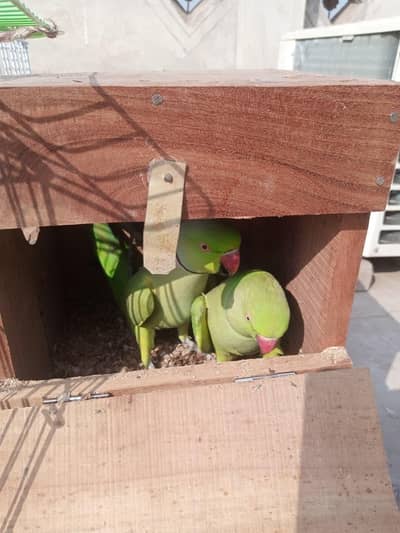 bredder female  bolna wali