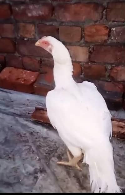 Pure Aseel heera hen/paper white Aseel pathy/ Murga /madi heera