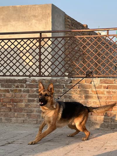 German shepherd puppy for sale family dog hai whatsap 03296479508