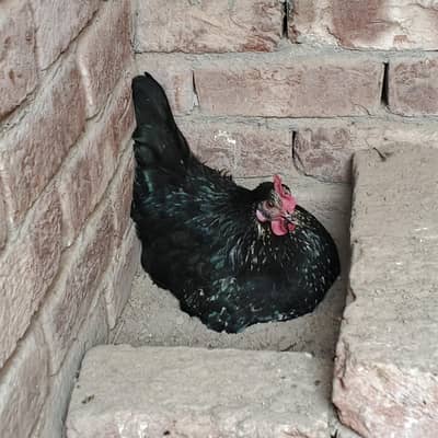 Golden Misri egg laying hen for sale