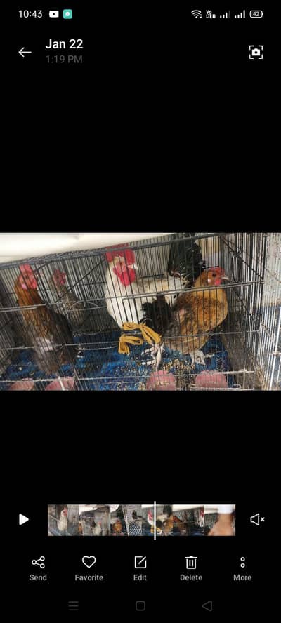 ANDO WALI MISRI MURGIYAN