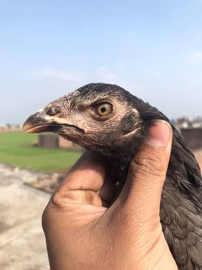 Thai pthiyan shamoo ptha