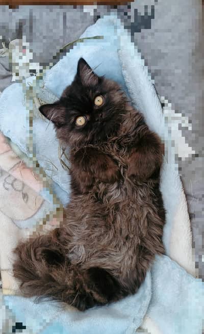 Persian cat triple coated hairs