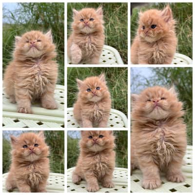 pure Persian kittens available for sale