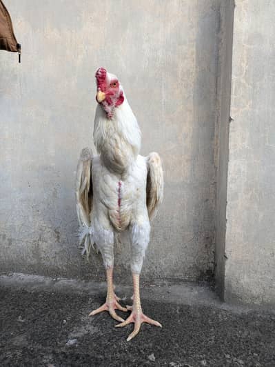 King White Oh Shamo Male