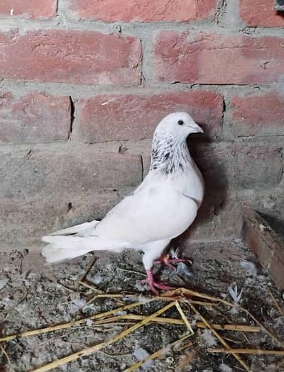 sialkoti motiyo wala03078818634