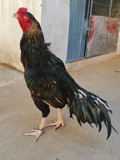 kala jawa old blood line whtsap 03361155620