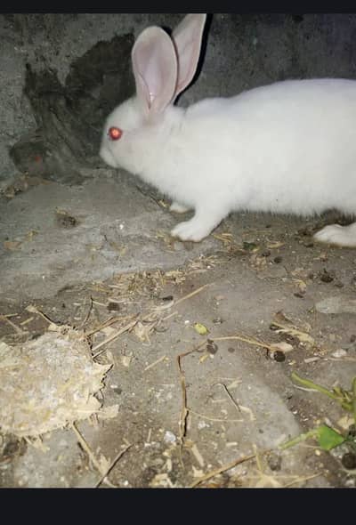 2 rabbits for sale in lahore