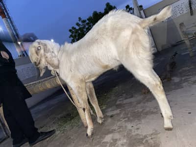 Goats white bakra