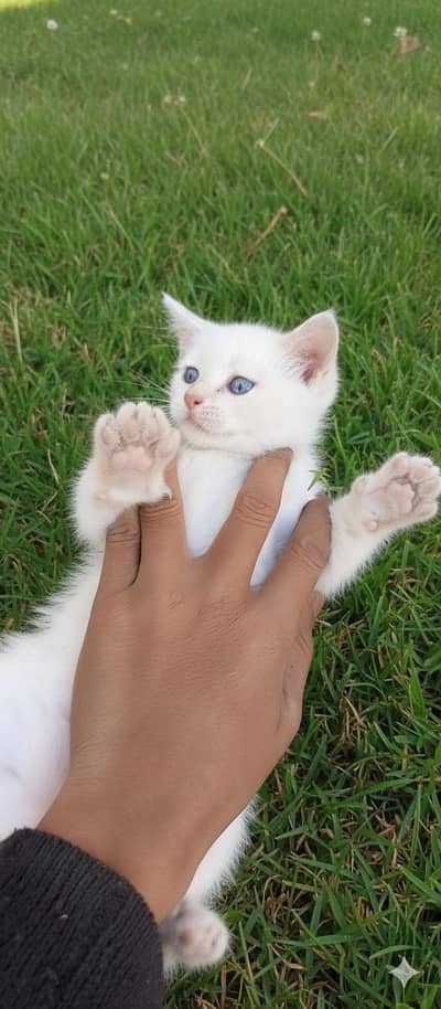 PURE PERSIAN KITTEN BLUE EYES VACCINATED FOR SALE