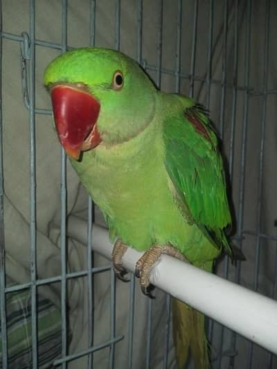 Pahari kashmiri 03452500314