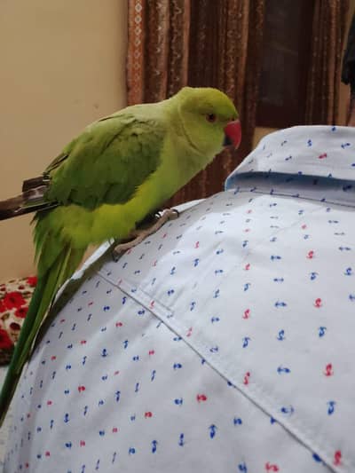 hat per beth ta ha. kaet. ta nhi ha. . 0,31,6,27=80=15=4