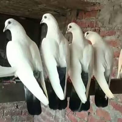 kaldumay kaboter available