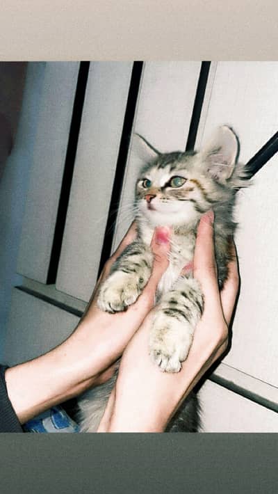 double coated Persian cat