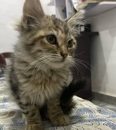 double coated Persian cat