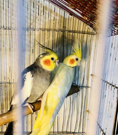 Breeder pair confirm